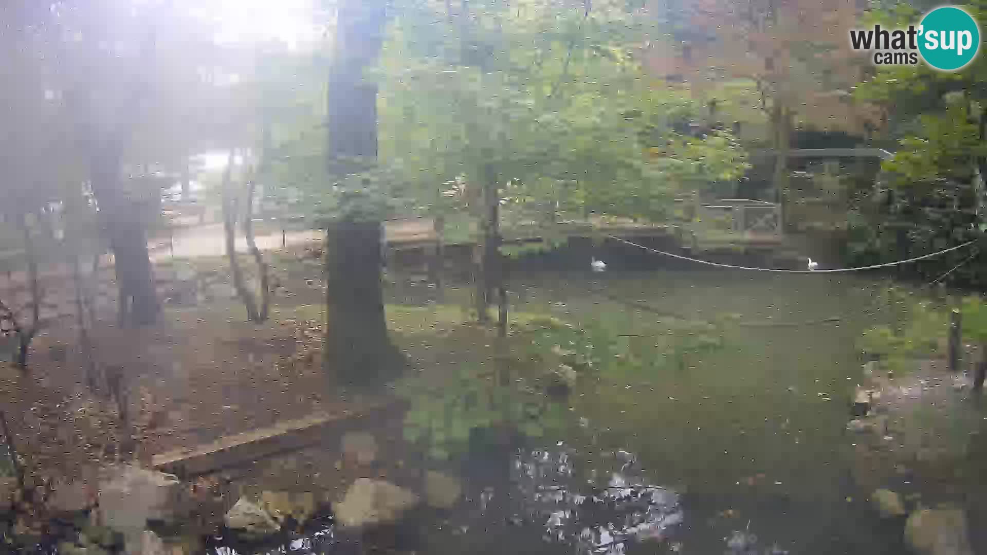 Saimiri en ZOO Ljubljana camera en vivo