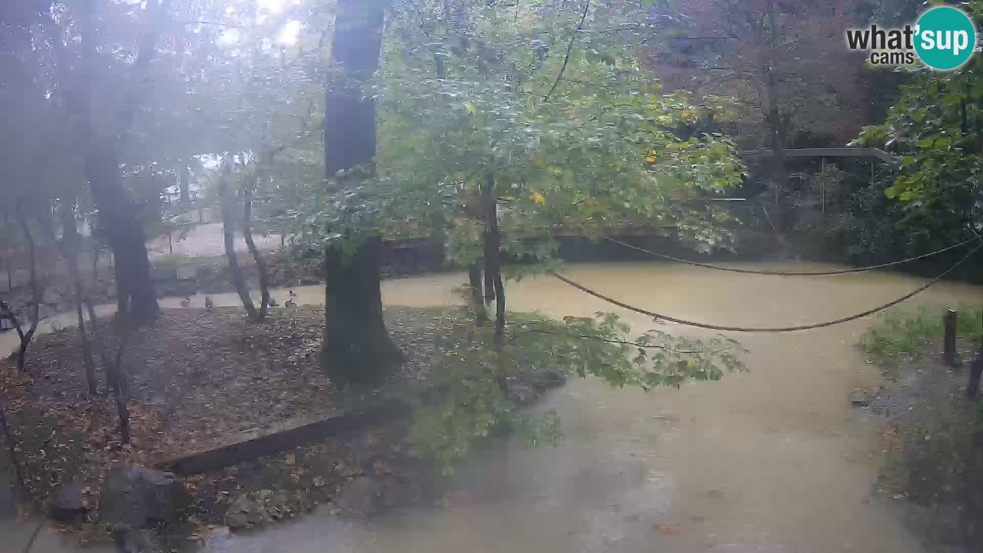 Saimiri nello ZOO di Lubiana Livecam